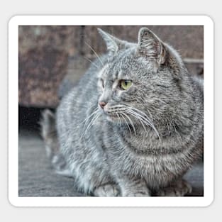 Feral grey cat Sticker